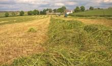 Grass pulls through tough times on Rhuallt Hill